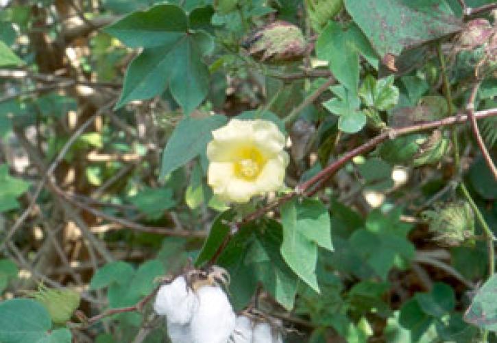 the imperiled wild cotton (Gossypium hirsutum)