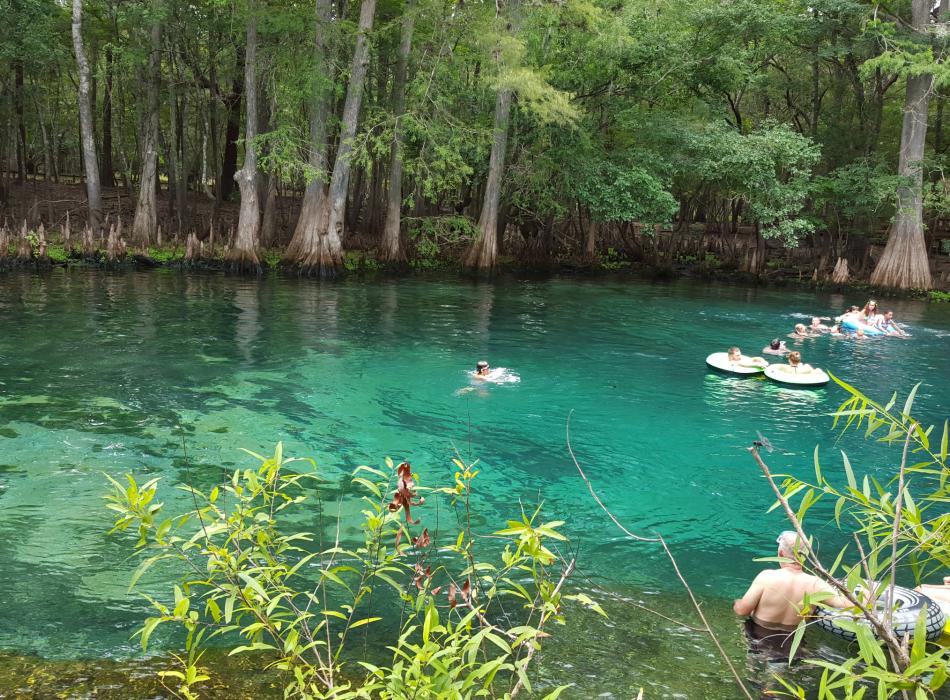 Swimming in the freshwater spring at Manatee Springs State Park.