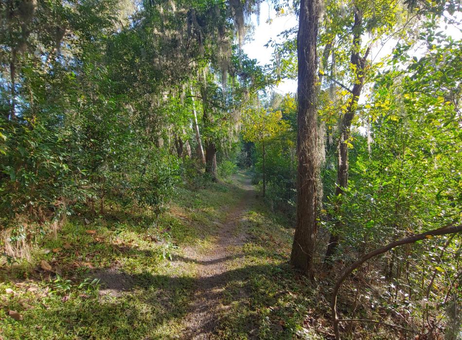 A dirt trail runs through a stand of trees with green leaves. 