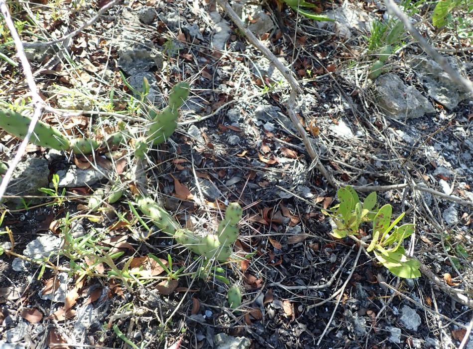 The jumping cactus grows among the limestone rocks at Long Key State Park.