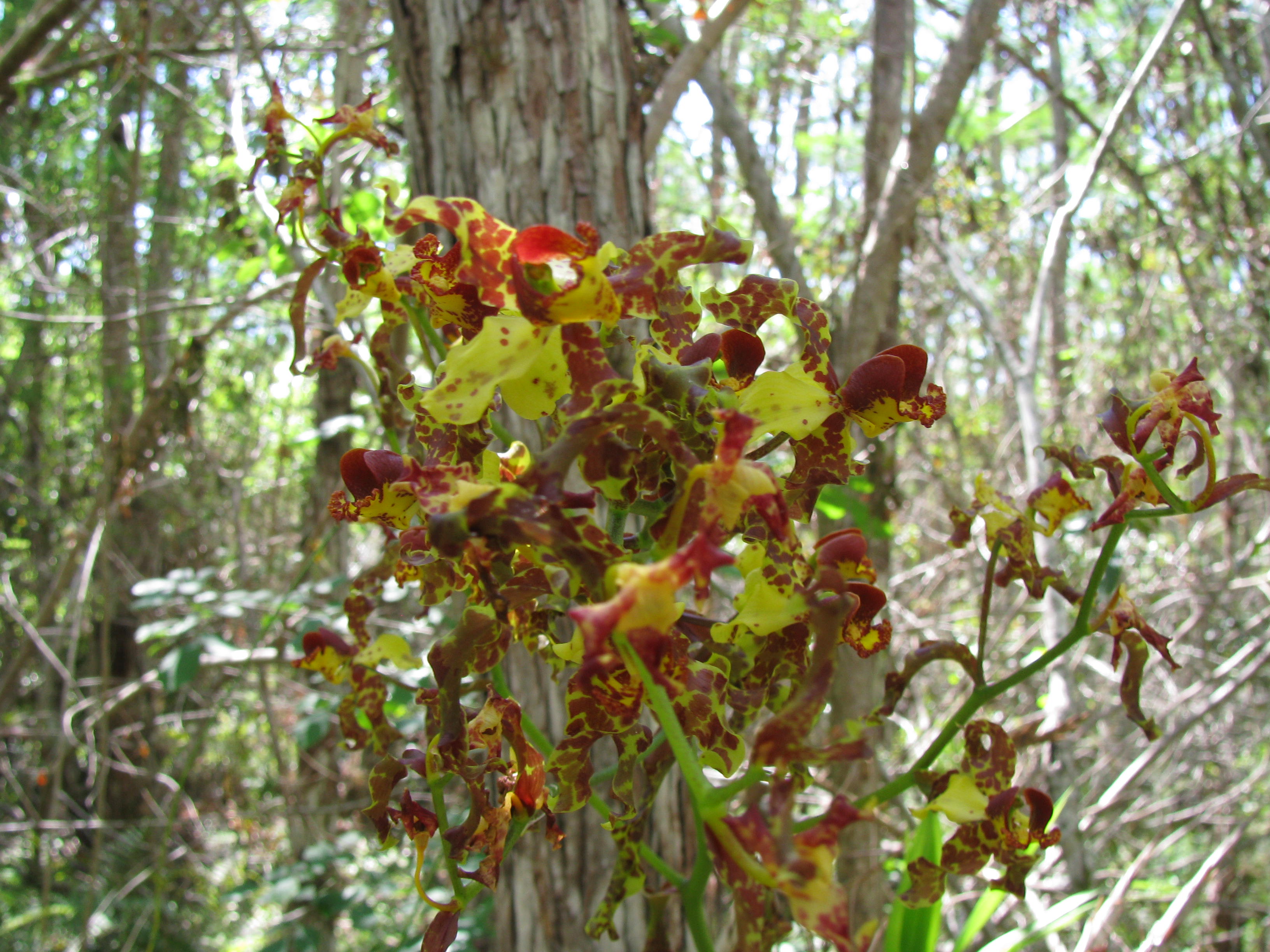 Cowhorn orchid growing at Collier-Seminole State Park.