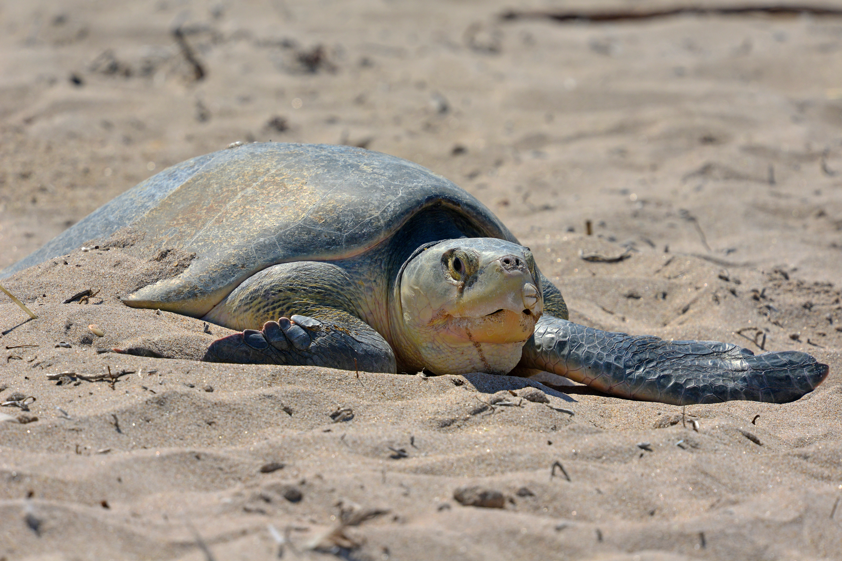 A nesting sea turtle rests on the beach 