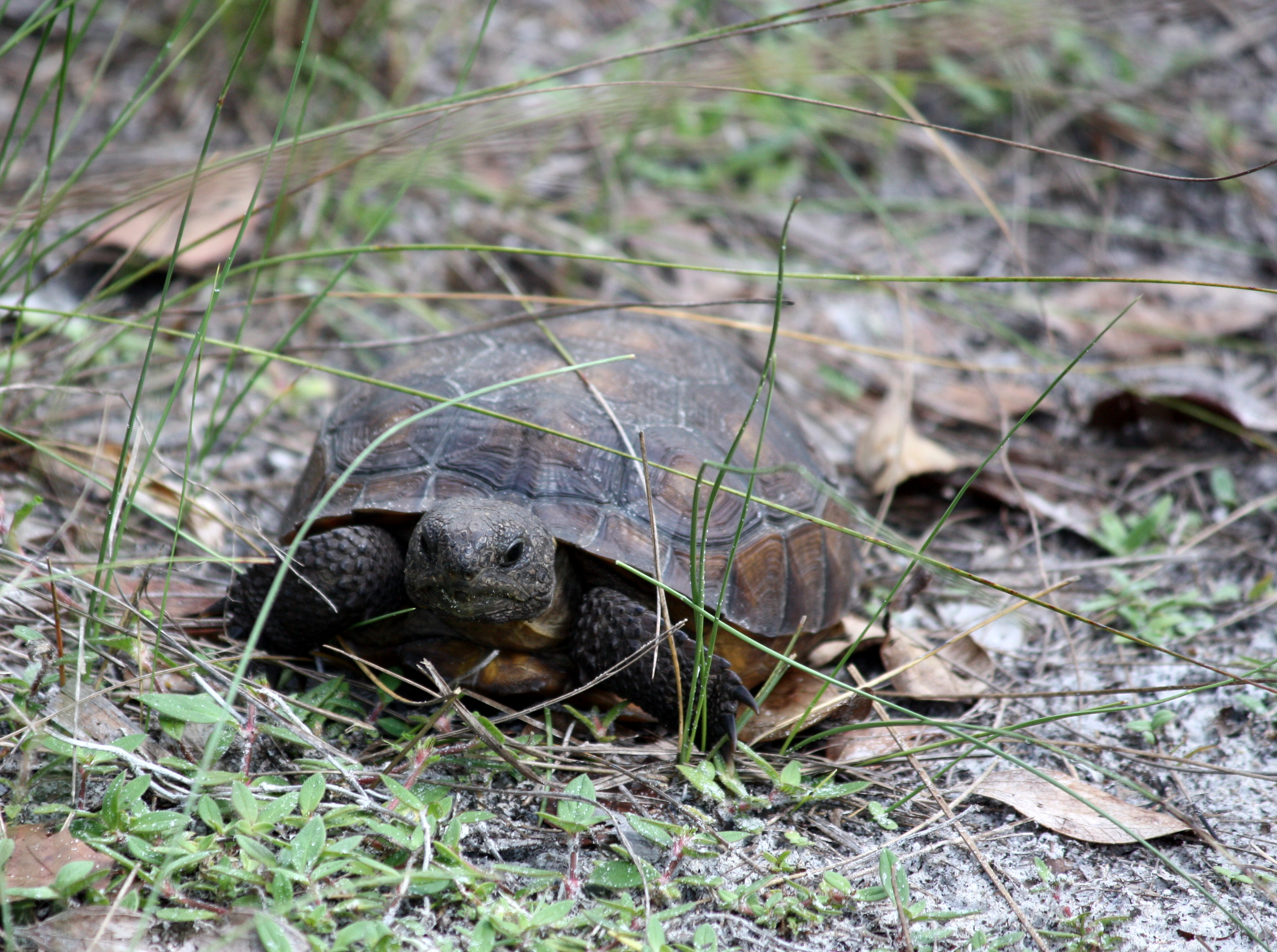 A gopher tortoise forages for food.
