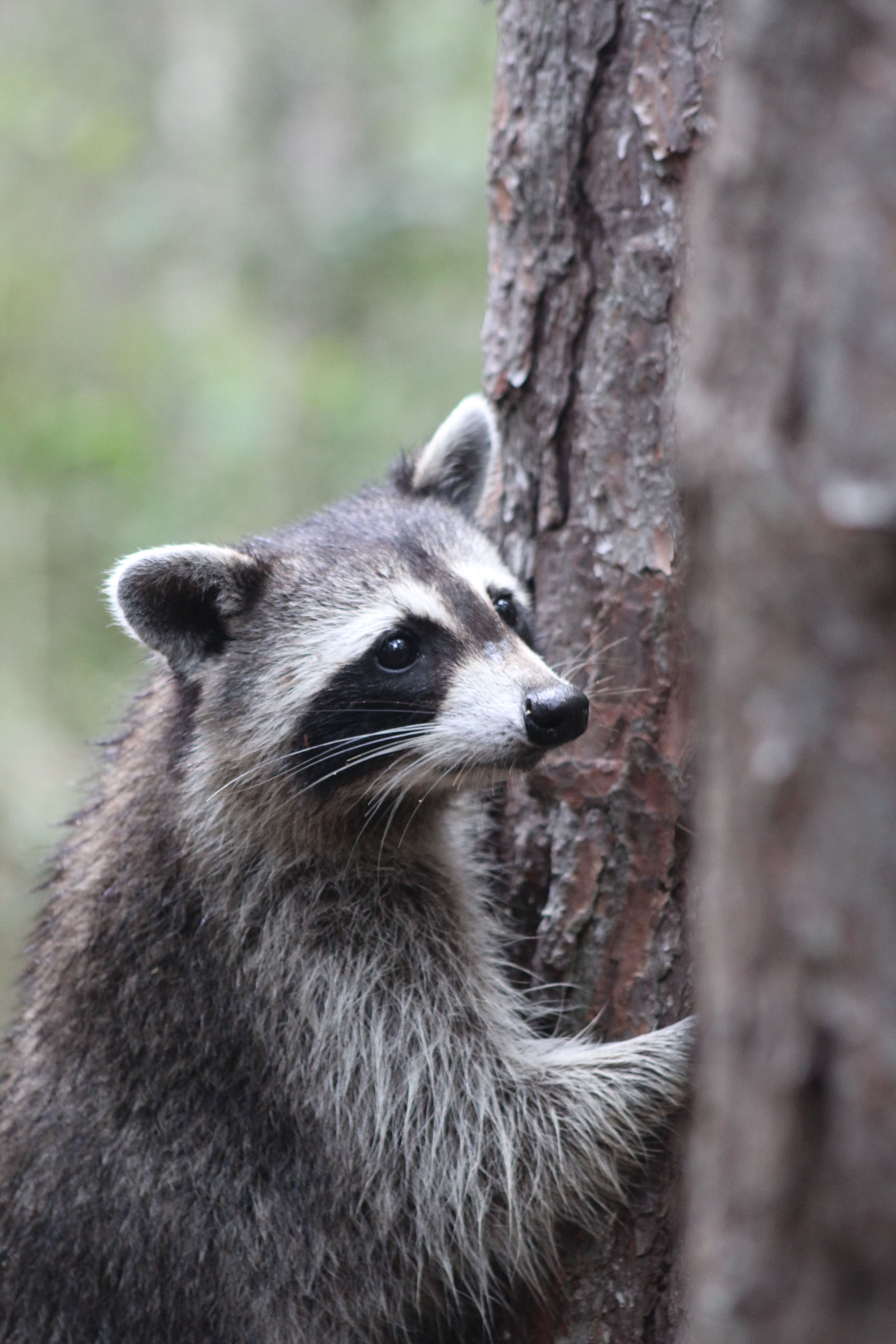 Raccoon scurries up a pine tree. 