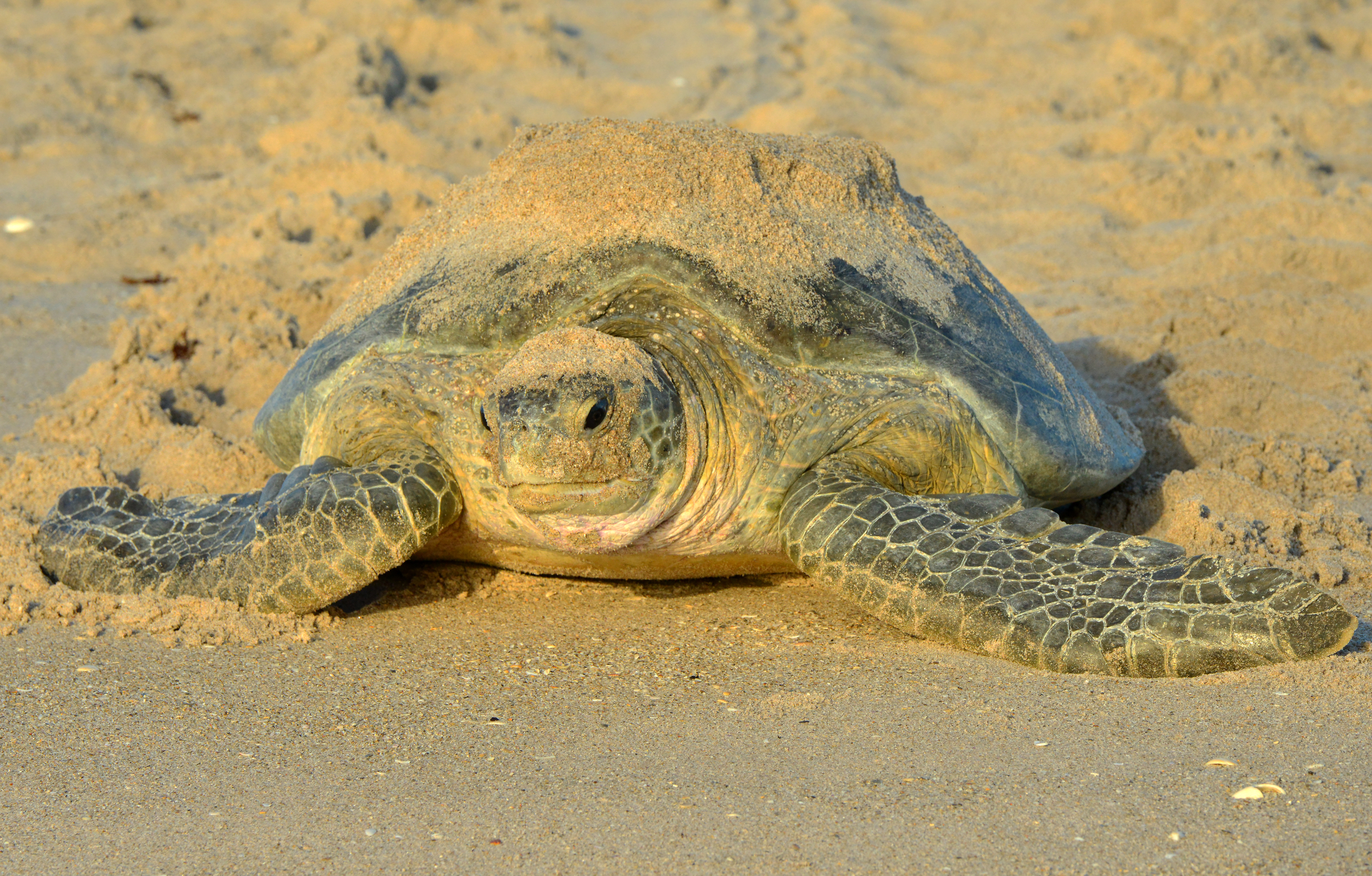 Adult Loggerhead turtle