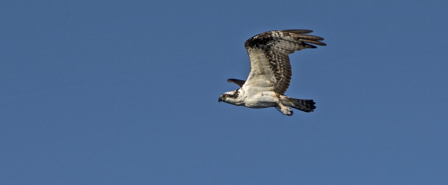 An osprey flies against a blue sky.