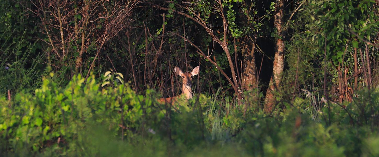 Deer on Trail at Lake Louisa