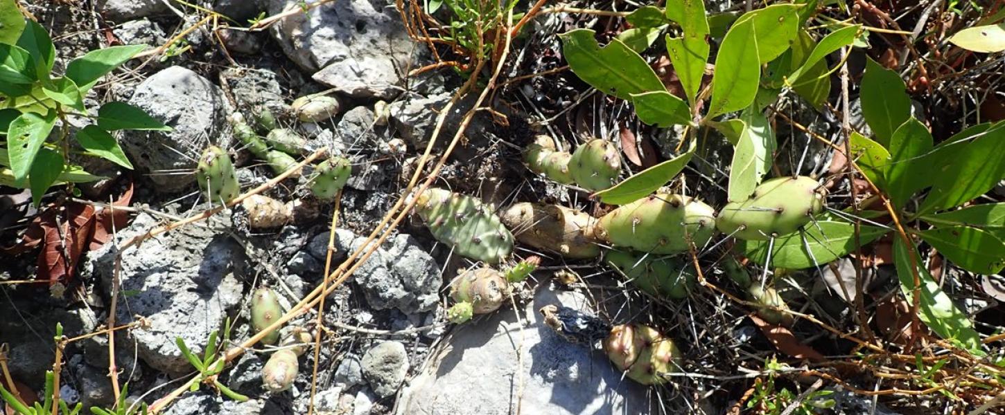 The jumping cactus grows among the limestone rocks at Long Key State Park.