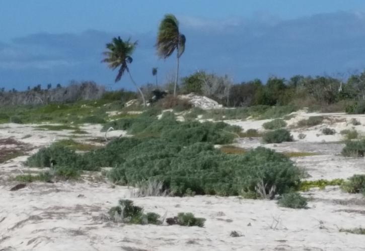A view of the uprooted foliage on Sandspur Beach.