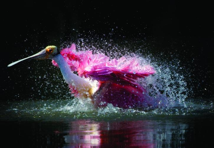 Pink colored Bird shaking water off feathers