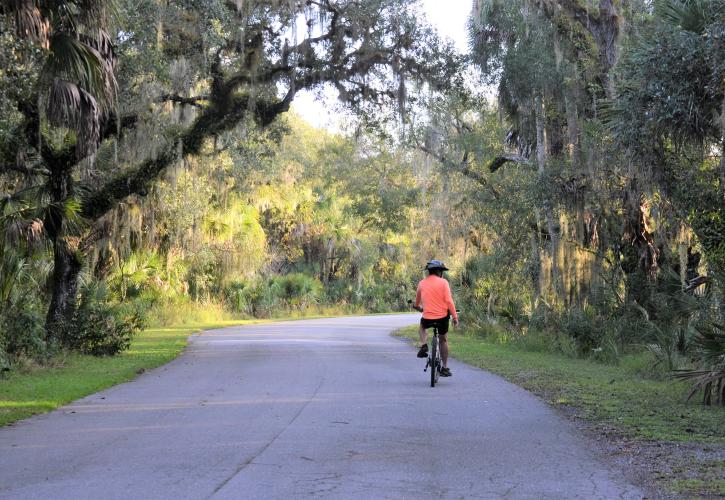 A person rides a bicycle on the park drive at Myakka River State Park.