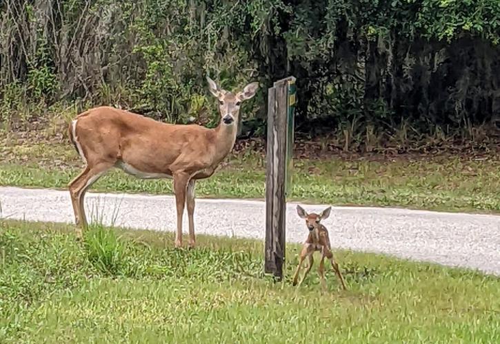 A doe and fawn eat grass alongside the road.
