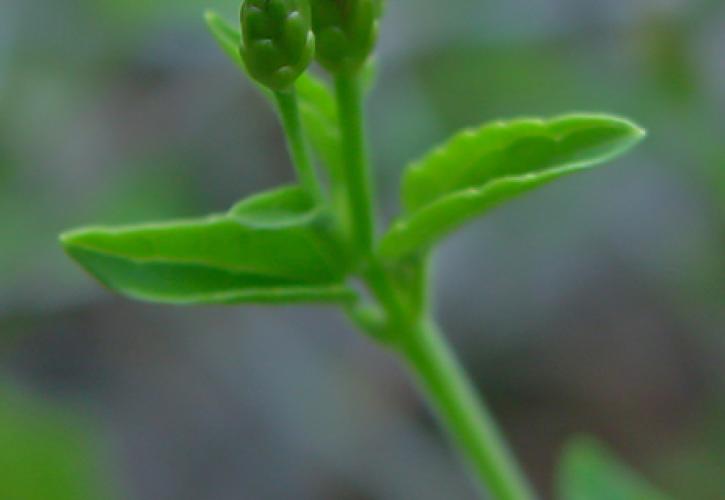 the imperiled Cape Sable thoroughwort (Chromolaena frustrata)