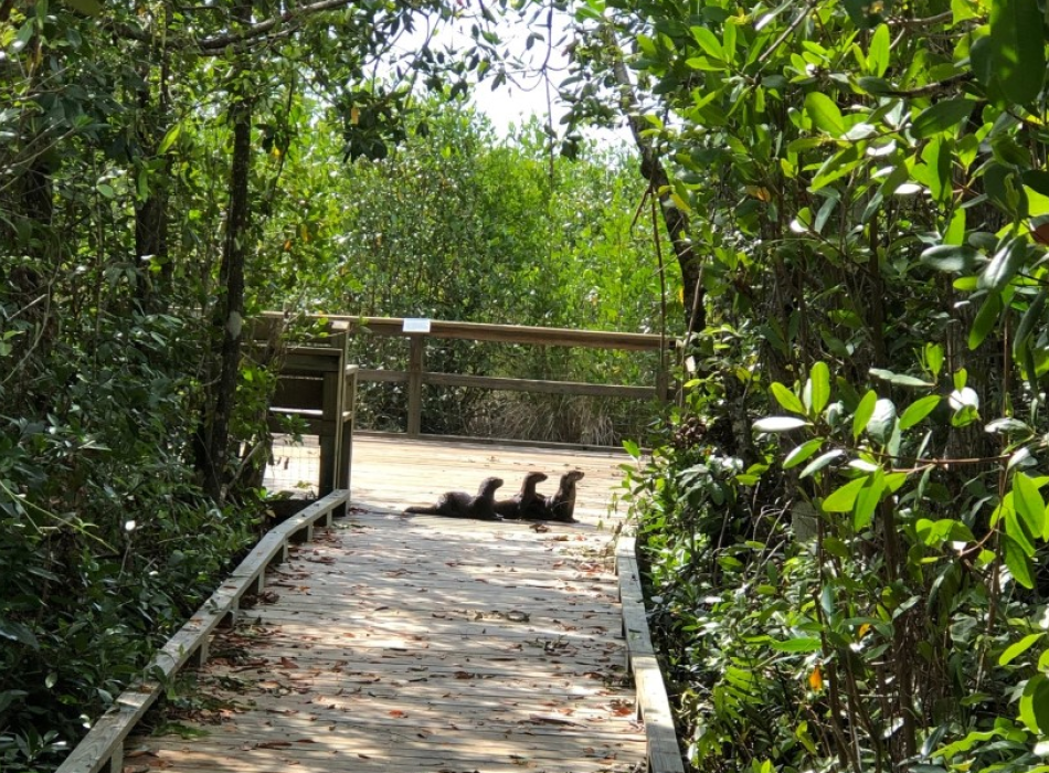 3 otters on board-walk and mangroves