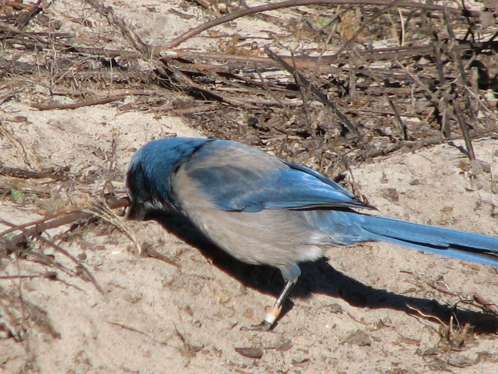 A banded Florida scrub-jay caching acorns in the sand to save for later. They can bury up to 5,000 acorns or more per bird each fall and then live off their stores all winter. 
