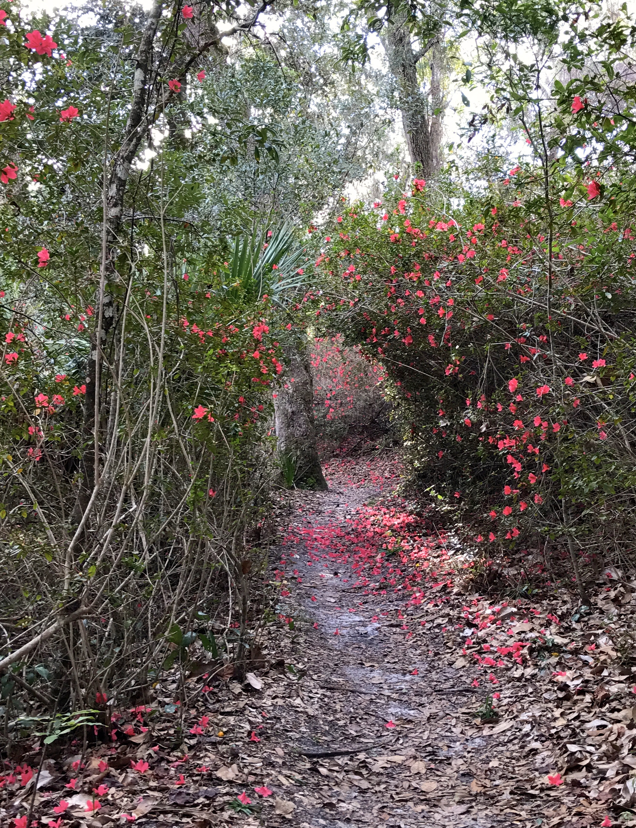 Azaleas in Bloom along the Azalea Trail at Ravine Gardens