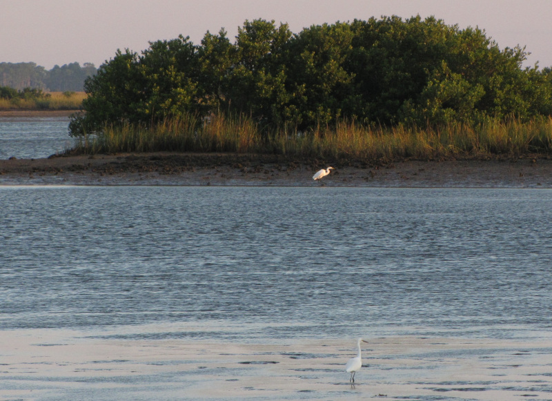 Bird in the salt marsh at Cedar Key