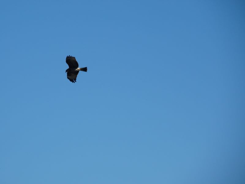 a snail kite flies against a blue sky