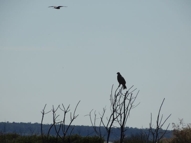 a snail kite perches in a tree while another flys low over a prairie landscape