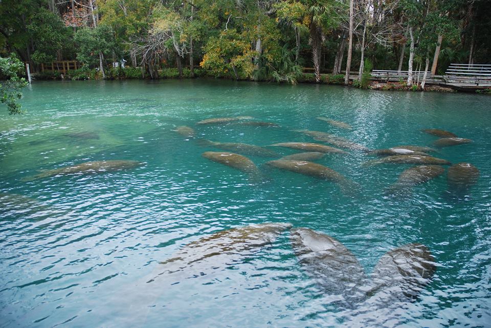 Image of several manatees in the water at Homosassa Springs State Park.