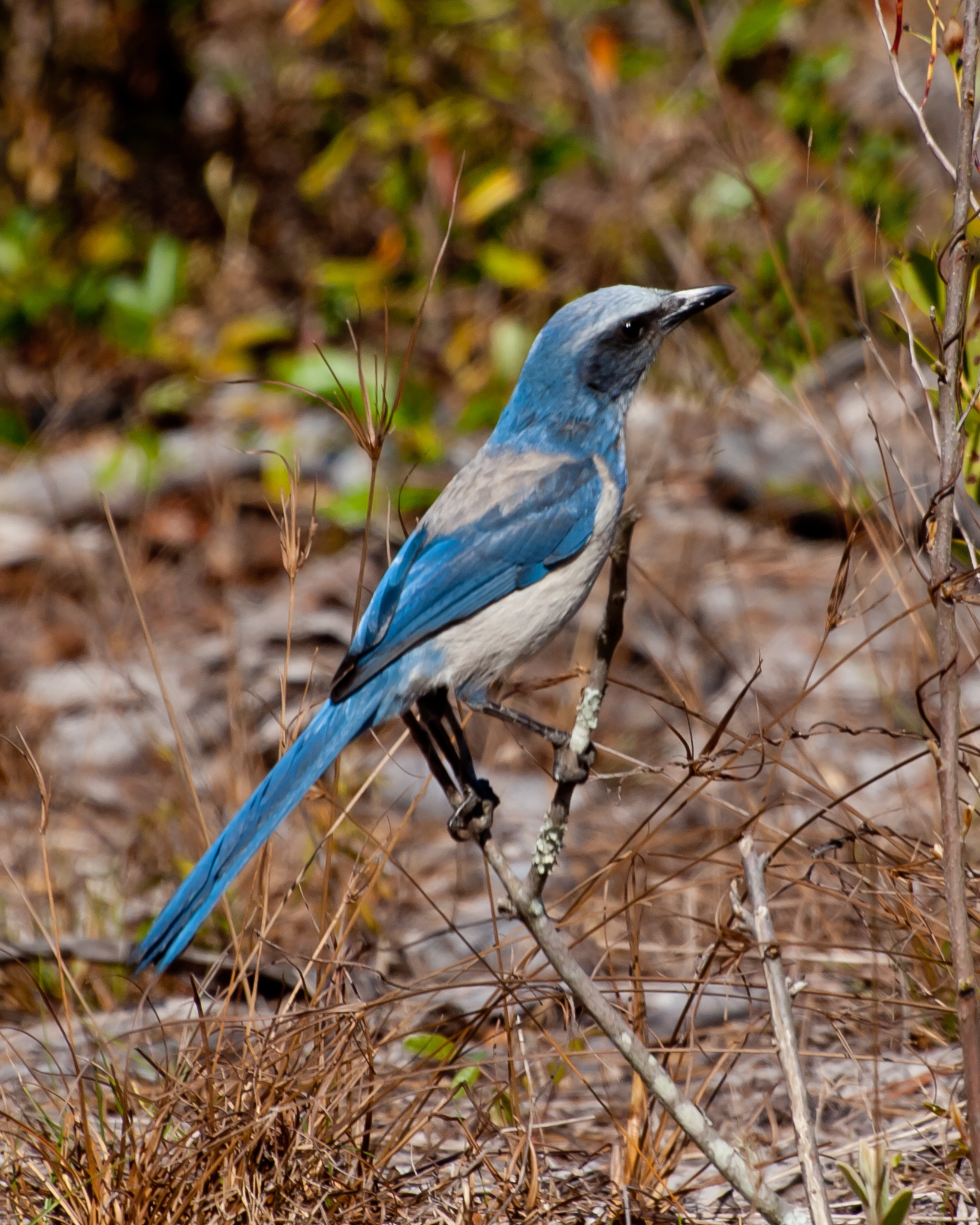 A view of a blue Florida Scrub Jay.