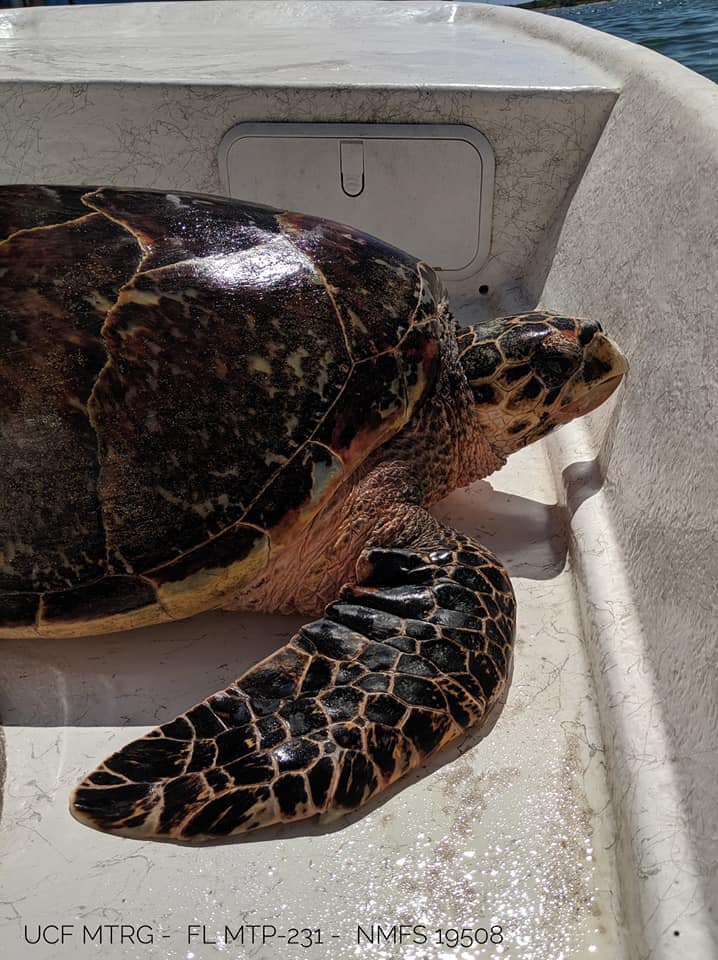 Hawksbill sea turtle found in the Indian River Lagoon 