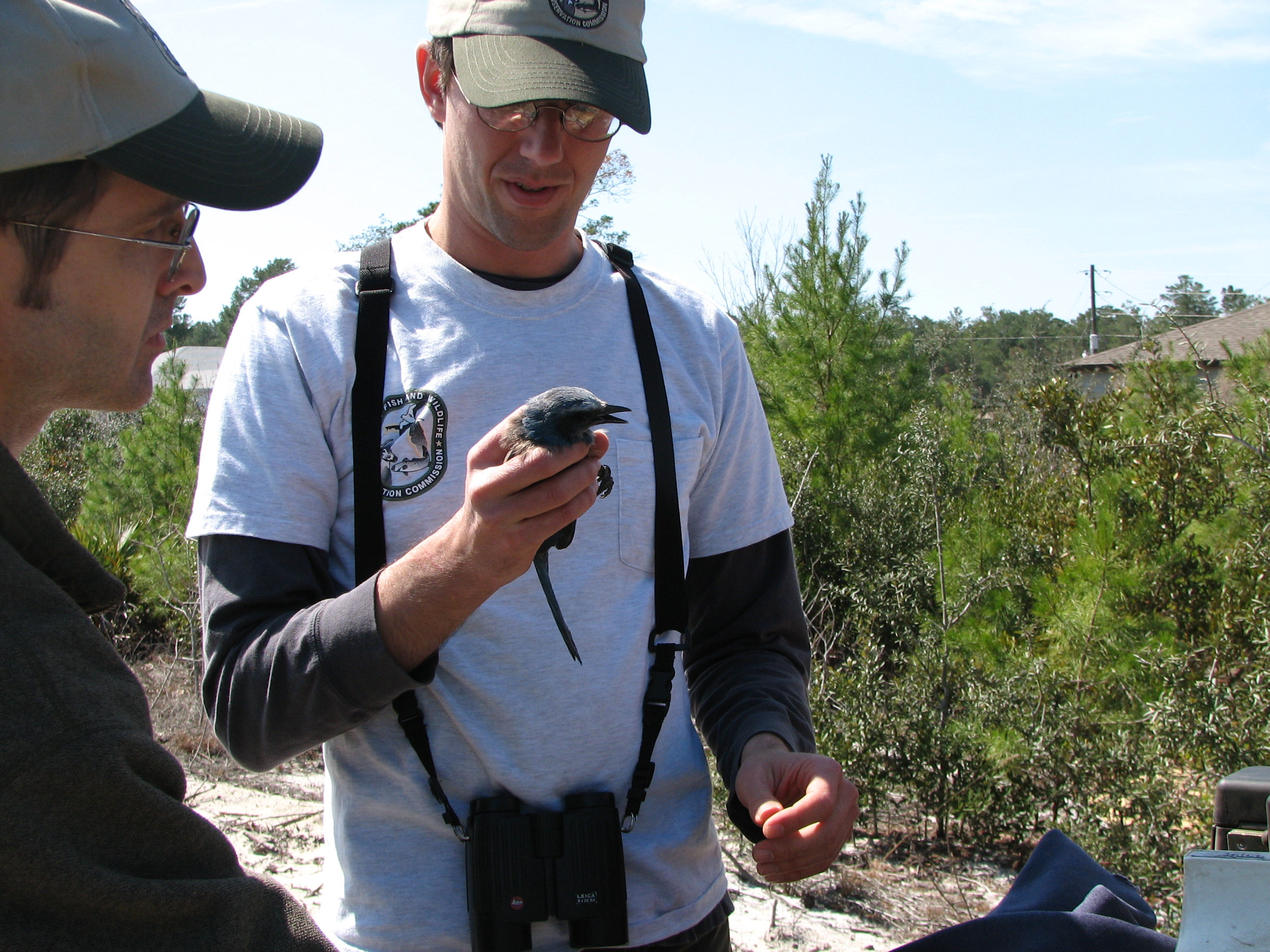 Craig Faulhaber with the Florida Fish and Wildlife Conservation Commission holds a Florida scrub-jay during the banding process.