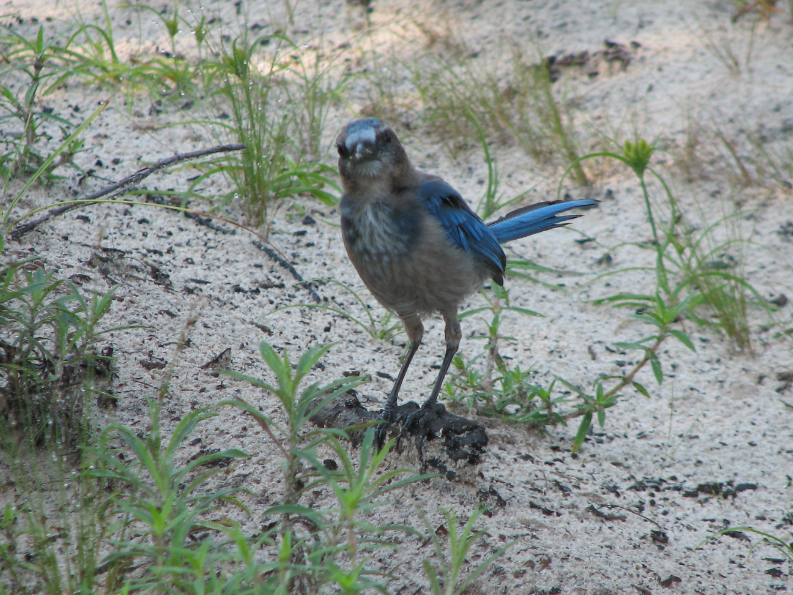 A curious Florida scrub-jay watches as we take its photograph. 