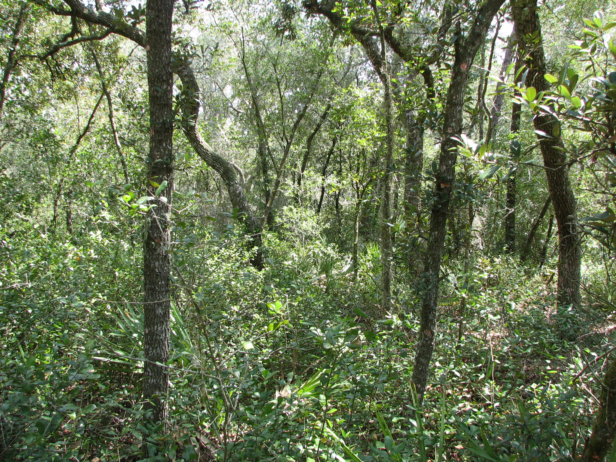 Dense, tall scrub oaks with thick understory before restoration of the property.
