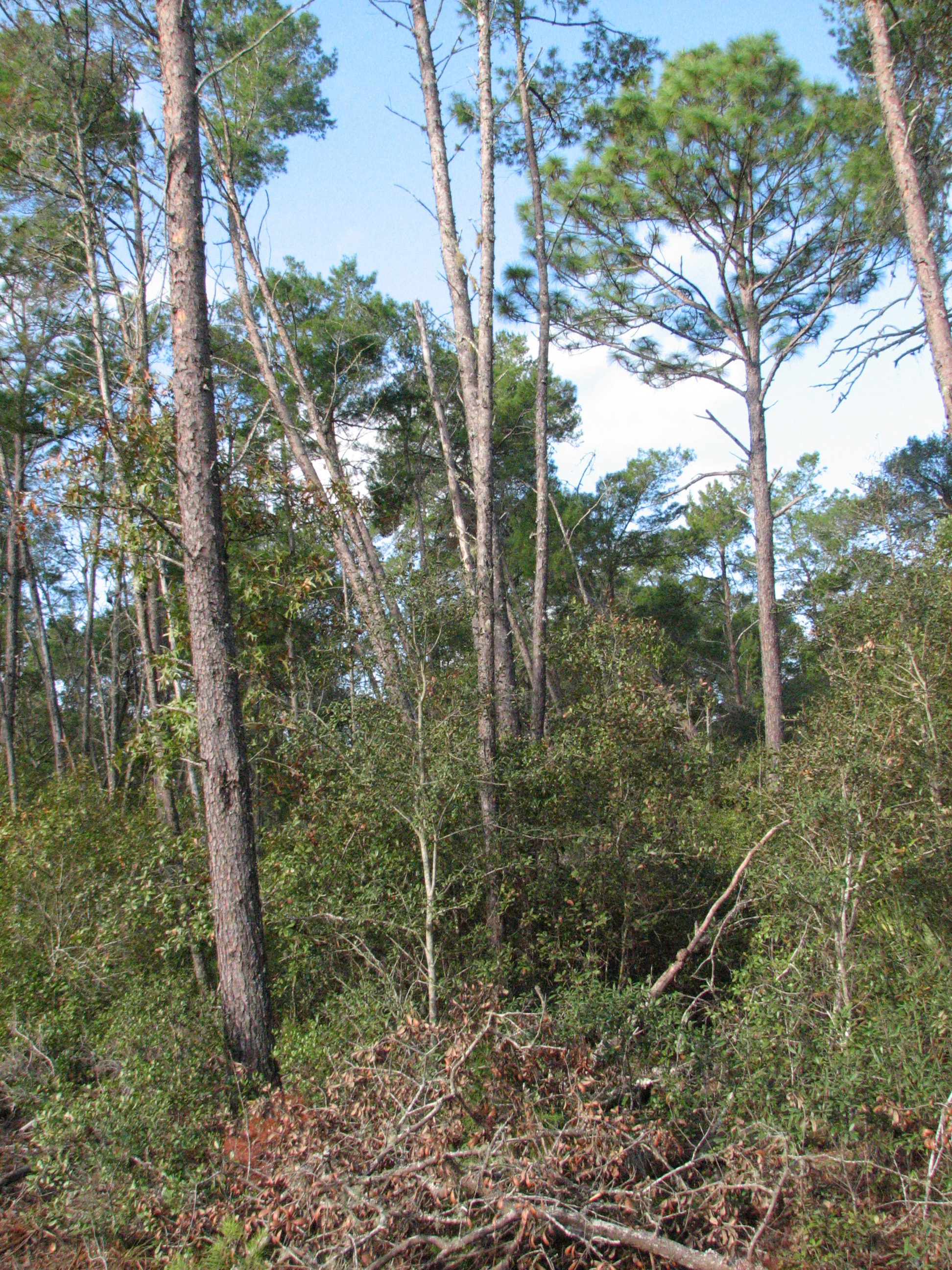 Dense, tall sand pines form a canopy before restoration of the property.