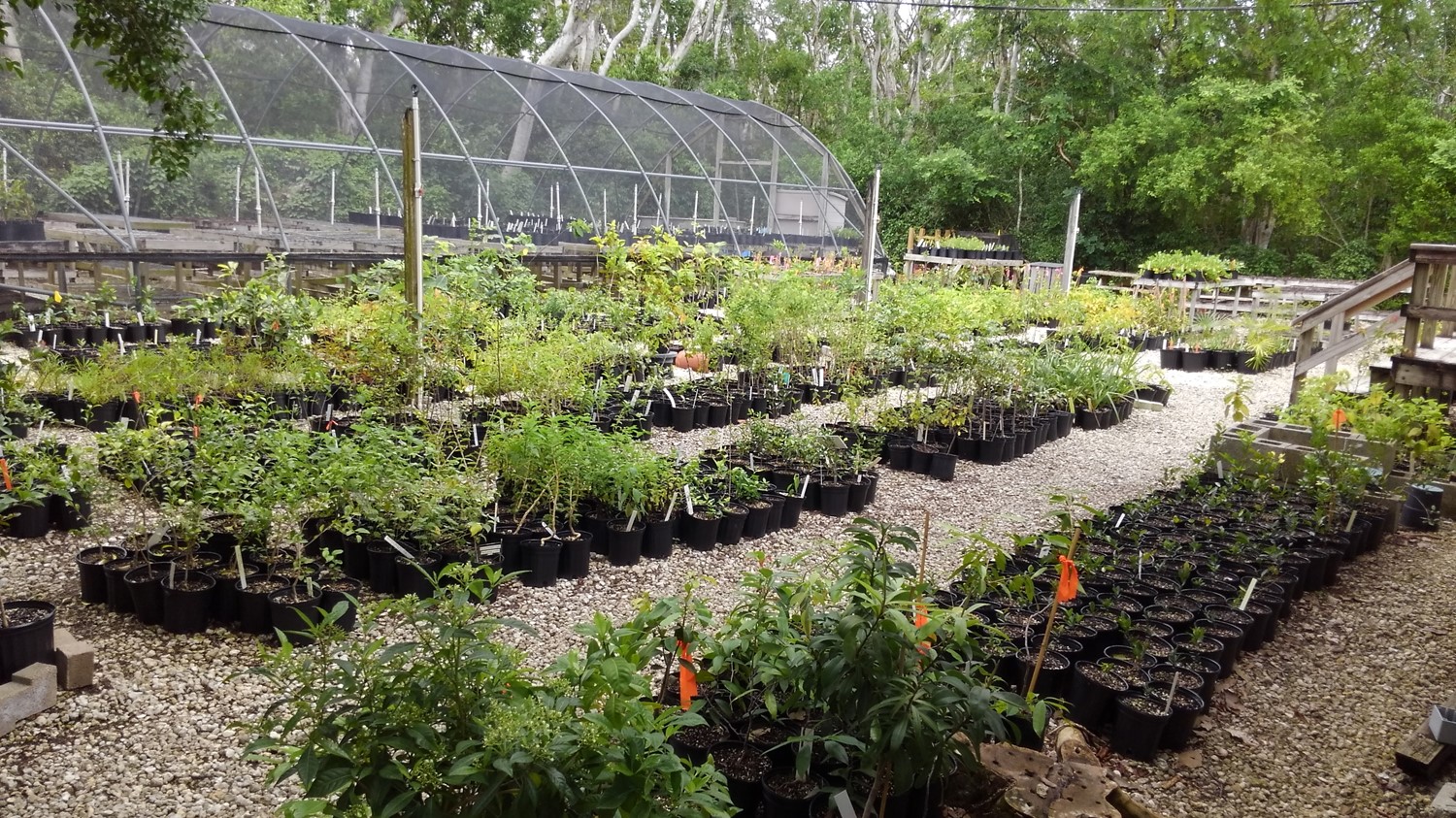 Native plants are grown at the Key Largo Hammock Nursery.