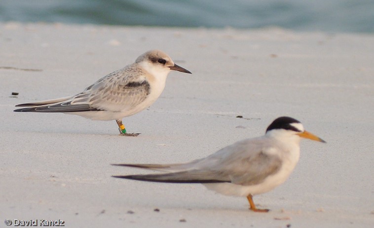 Least tern (bird in the front) seen on the beach with another bird. Photo by David Kandz.