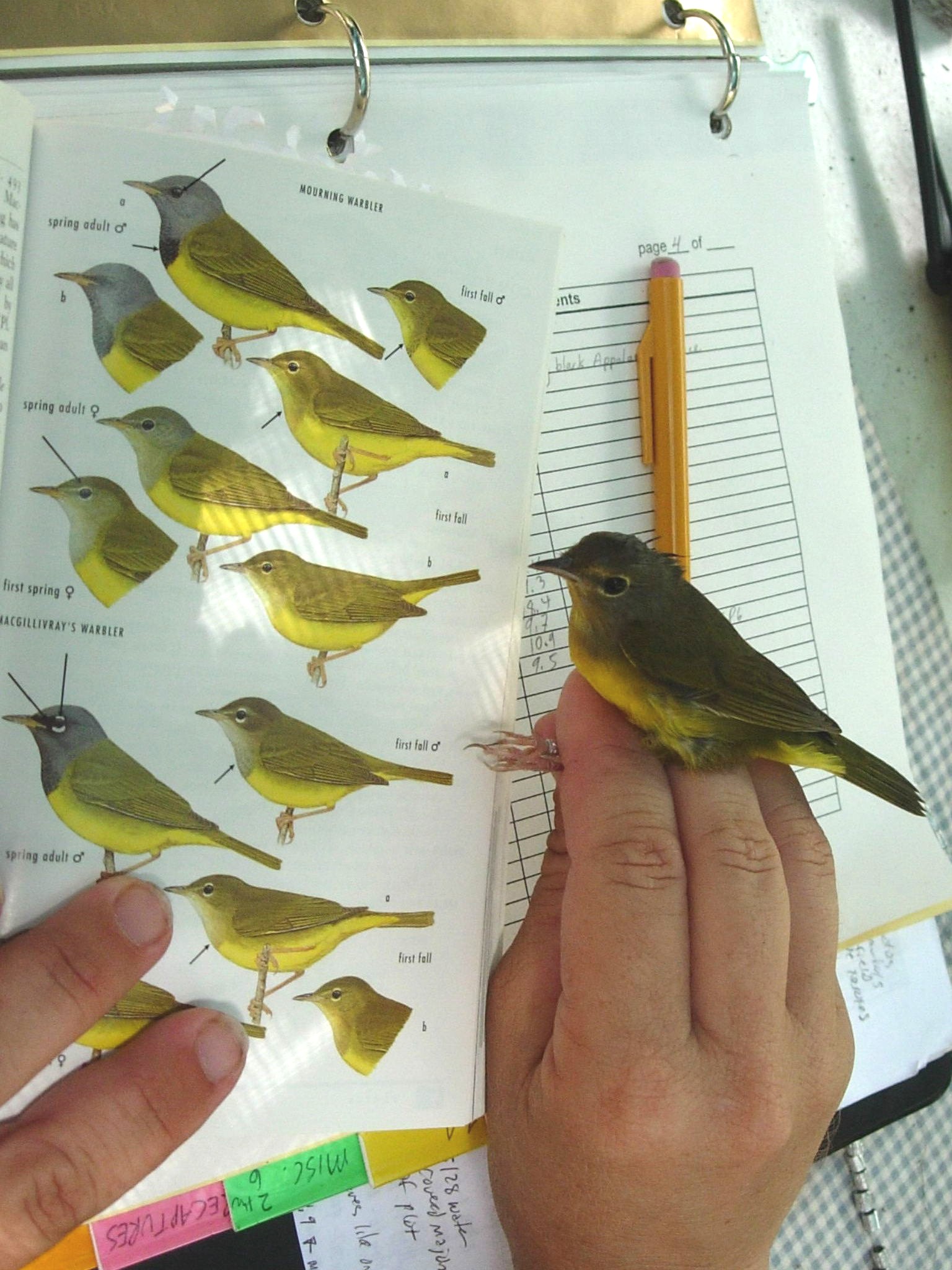 Mourning warbler in the hand.