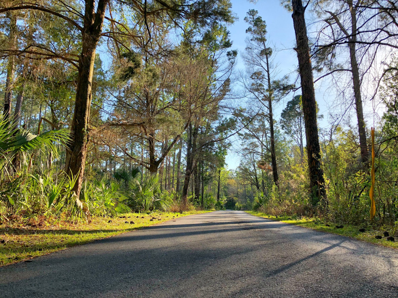 Image of the paved Pepper Creek Trail at Homosassa Springs State Park
