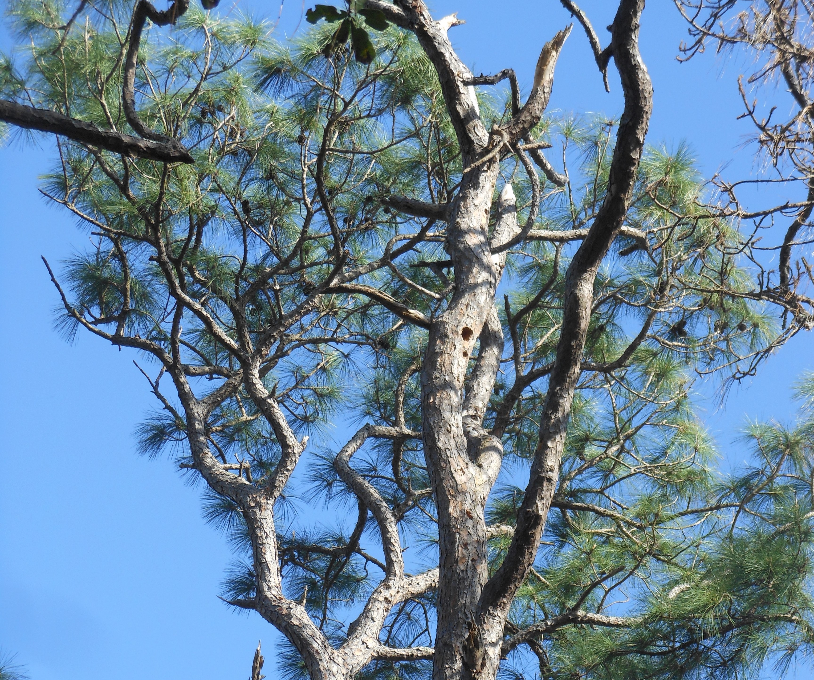 Woodpecker cavity in a tall pine tree