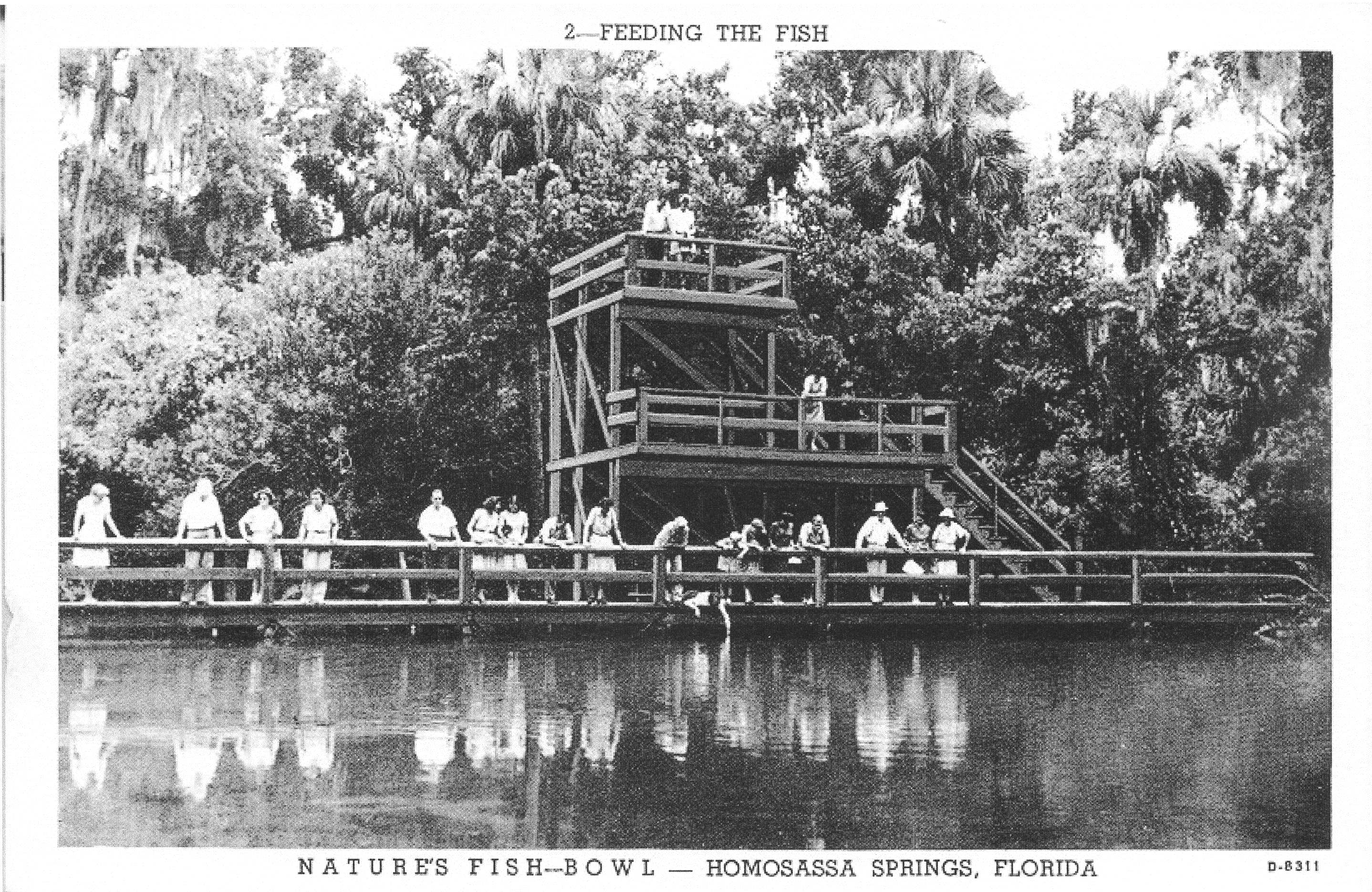 Image of antique postcard depicting visitors feeding fish at the underwater observatory at Homosassa Springs.