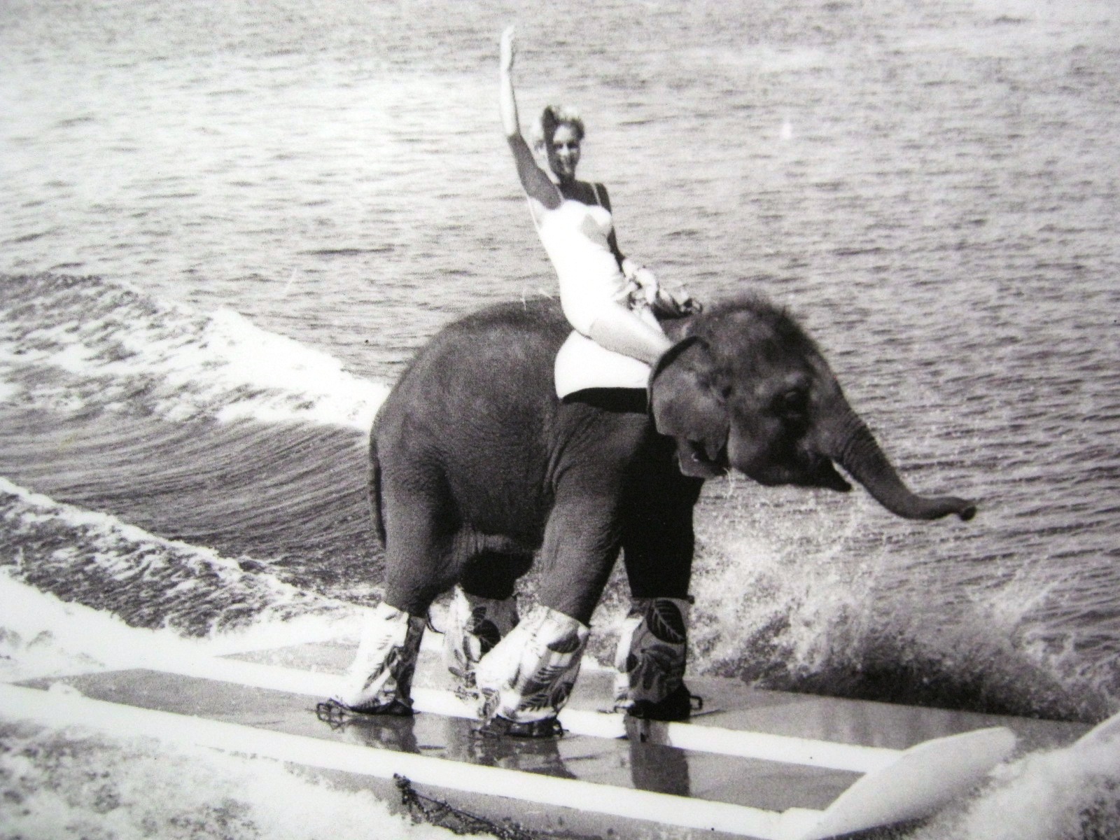 Black and white photo of Queenie the waterskiing elephant at De Leon Springs