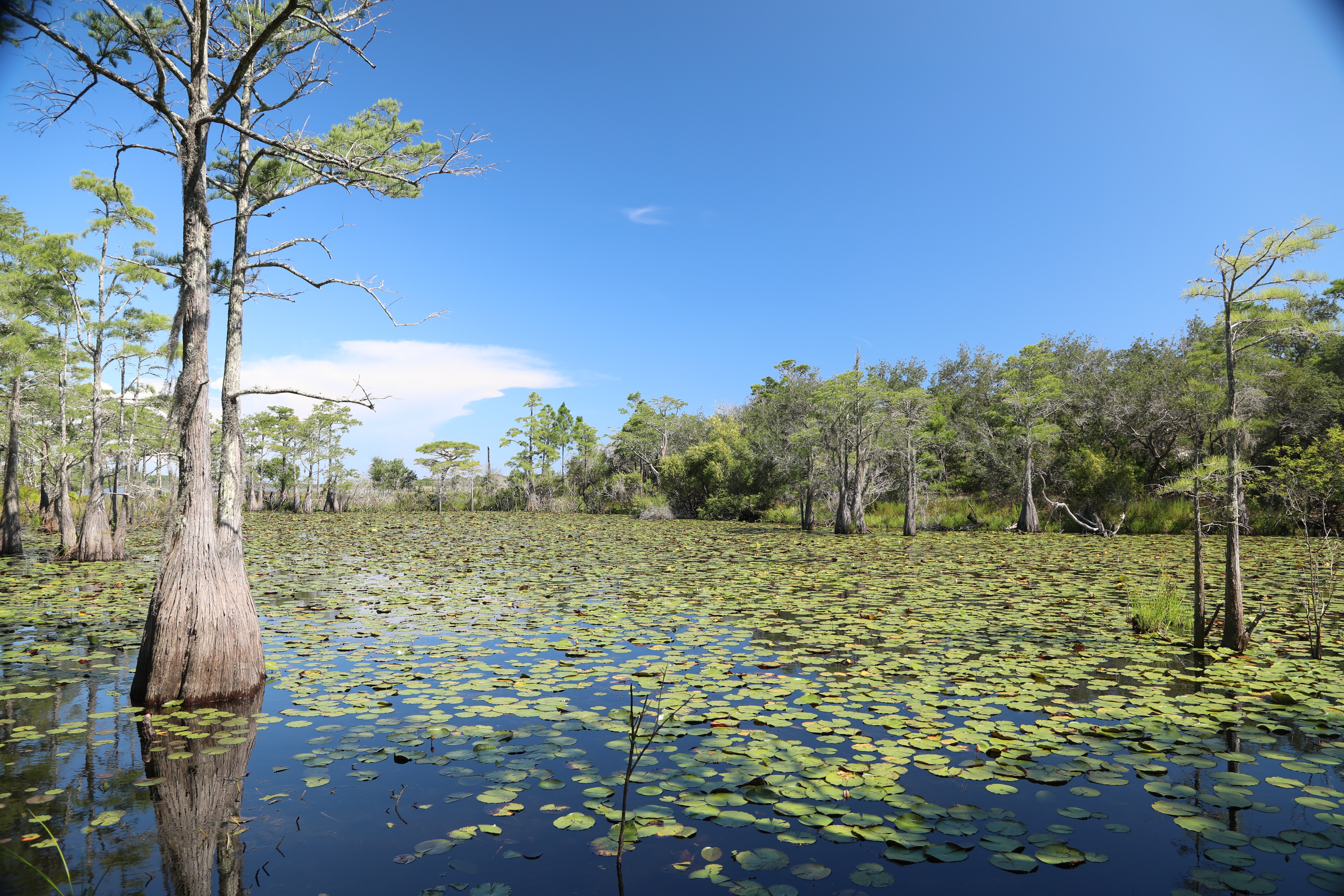 Water lilies cover calm water. Bald cypress line the waters edge. 