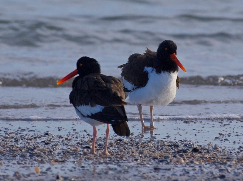 two black and white birds with long orange bills standing on the sand
