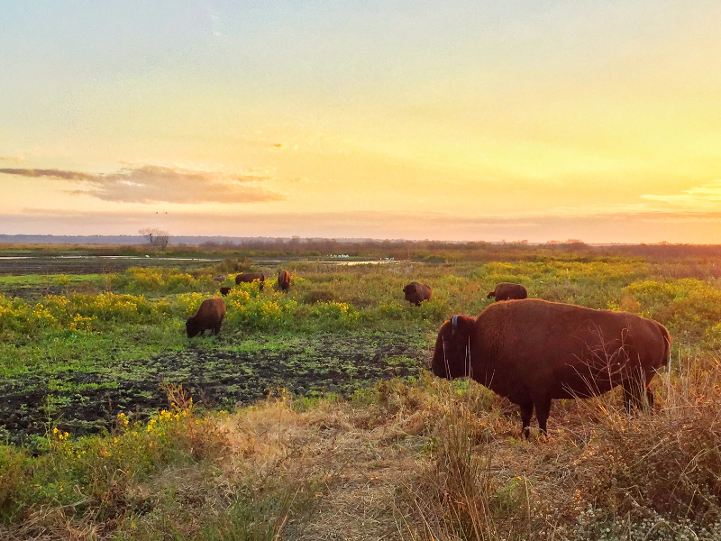 Image of bison grazing at sunset at paynes prairie preserve state park.