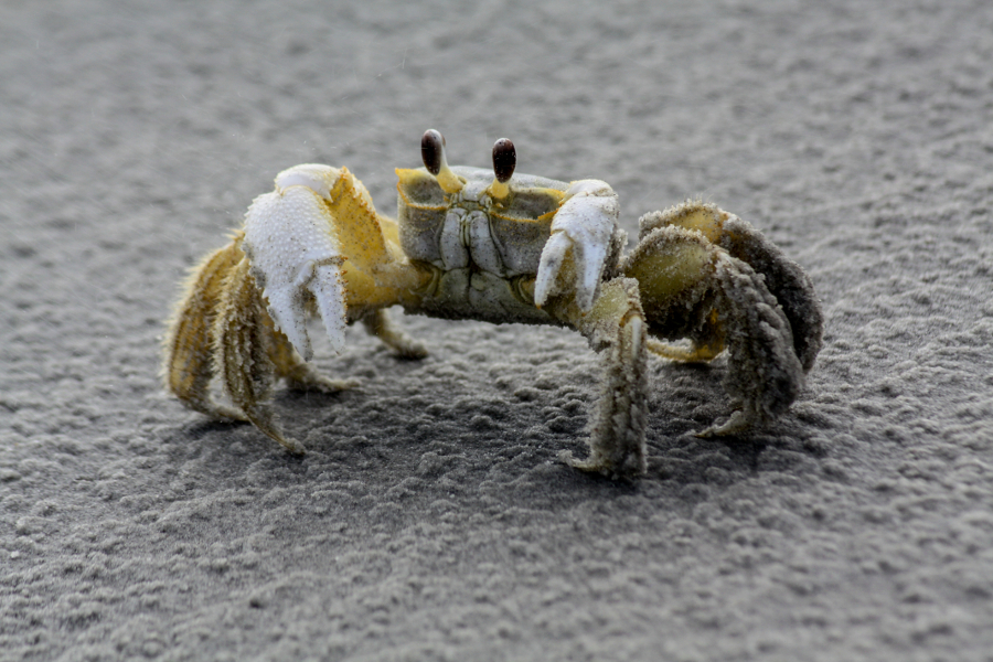 Image of a sandy ghost crab in the beach at Little Talbot Island State Park.