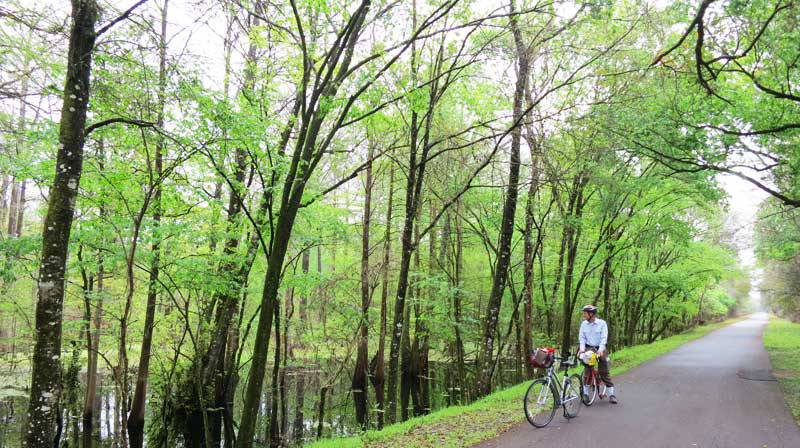 a biker stands on a path next to a flooded green forest