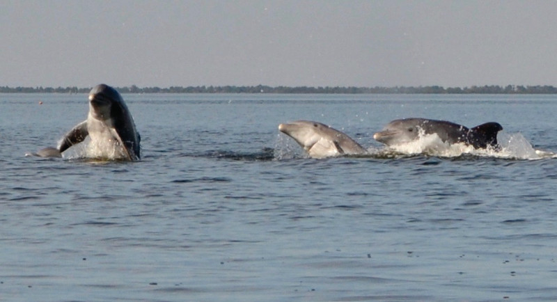 Image of dolphins emerging from the water at the bay near Crystal River