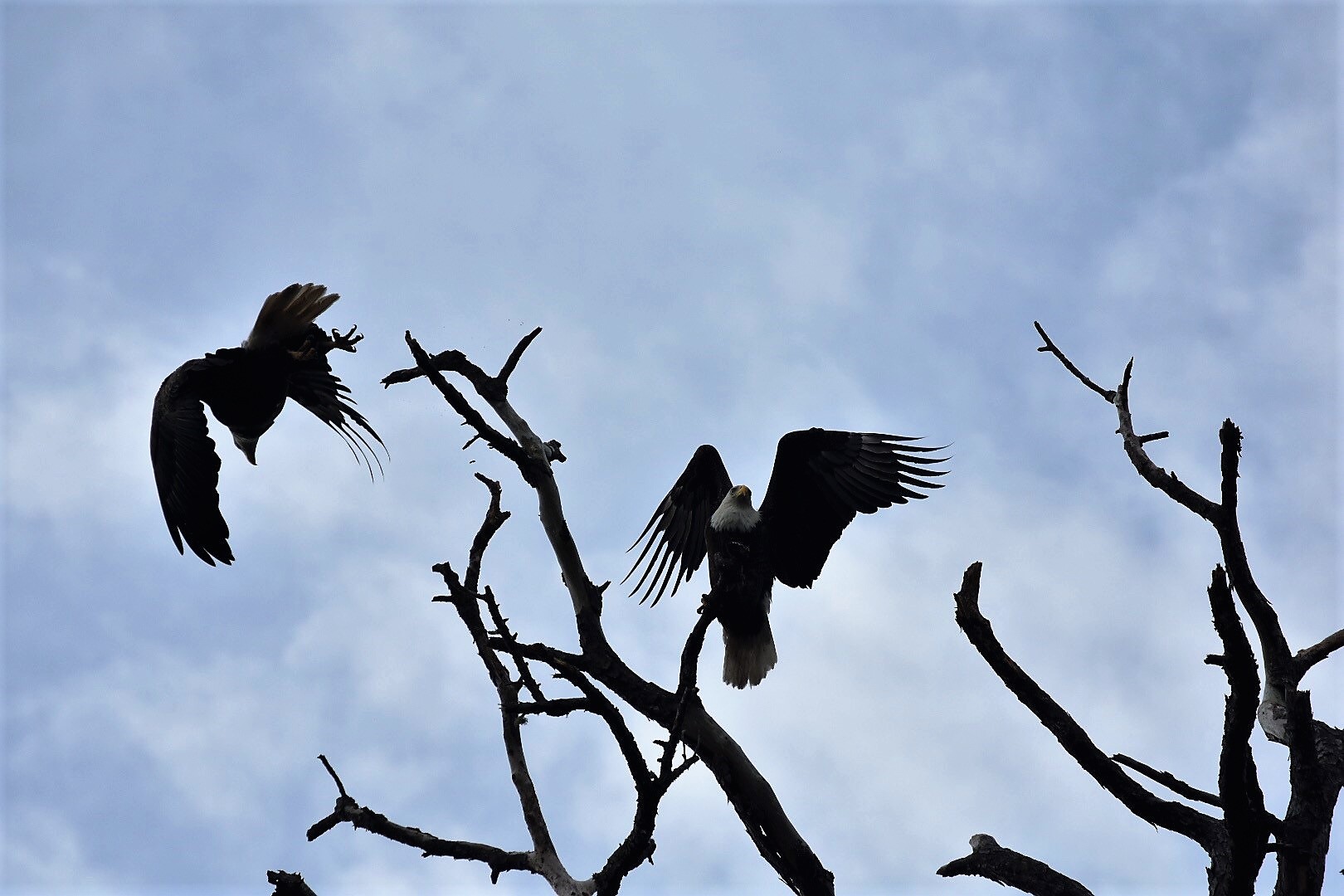 Two bald eagles on branches of a tree one is flying away 