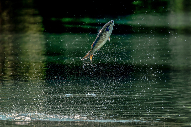 Image of fish leaping out of the water at Crystal River.