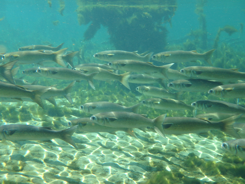 image of schooling fish at manatee springs state park.