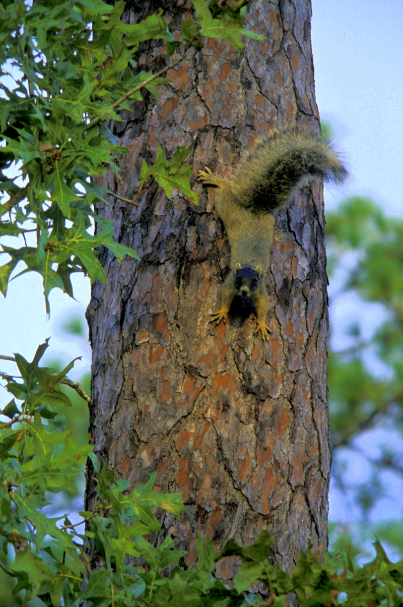 a tan and black squirrel climbs headfirst down a tree