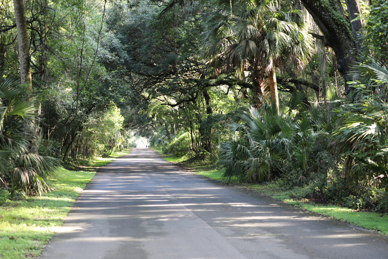 image of the gainesville hawthorne trail at paynes prairie preserve state park.