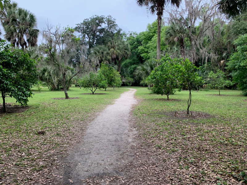 a dirt path extends straight past bright green citrus trees in a grove