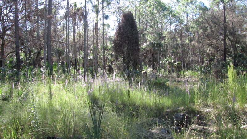 Image of a pine flatwood habitat with tall grasses and flowers.